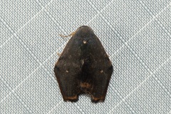 Macaduma borneana