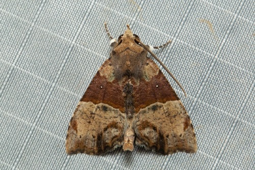 Acidon mediobrunnea · iNaturalist
