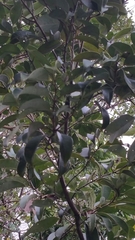 Cryptocarya