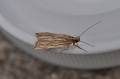 Helcystogramma hystricella