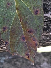 Cercospora hydrangeae