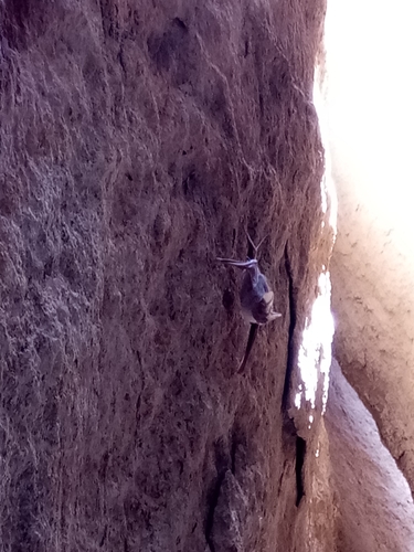 Arabian Mouse-tailed Bat