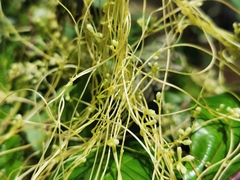 Cuscuta campestris