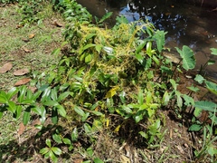 Cuscuta campestris