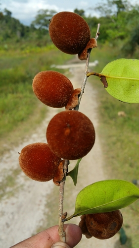 Diospyros haplostylis image