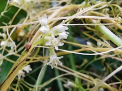Cuscuta campestris