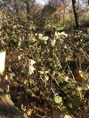 Cercospora hydrangeae