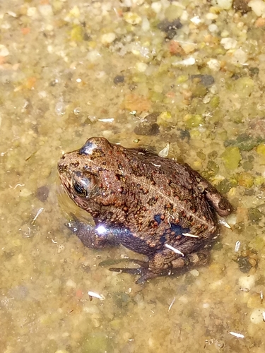 African Green Toad, Bufotes boulengeri
