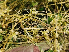 Cuscuta campestris