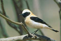 Oenanthe hispanica