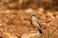 Oenanthe hispanica