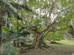 Ficus aurea