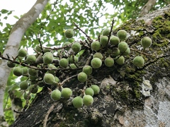 Ficus aurea