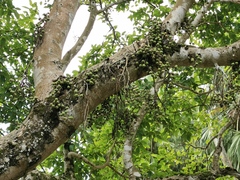 Ficus aurea