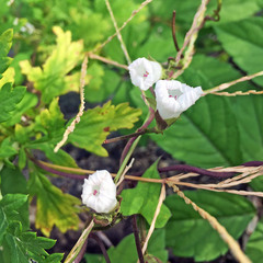 Ipomoea lacunosa