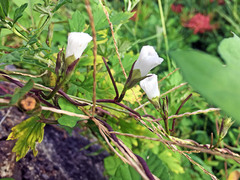 Ipomoea lacunosa