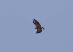 Buteo buteo rothschildi
