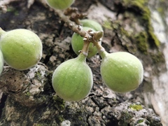 Ficus aurea