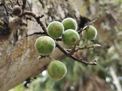 Ficus aurea