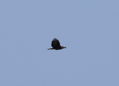 Buteo buteo rothschildi