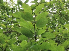 Ficus aurea