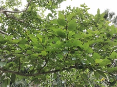Ficus aurea