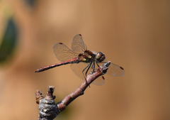 Sympetrum nigrifemur