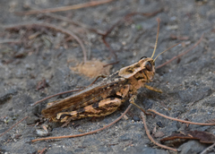 Calliptamus madeirae