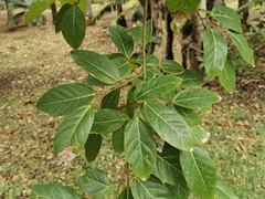 Ficus aurea