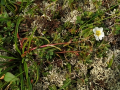 Claytonia acutifolia
