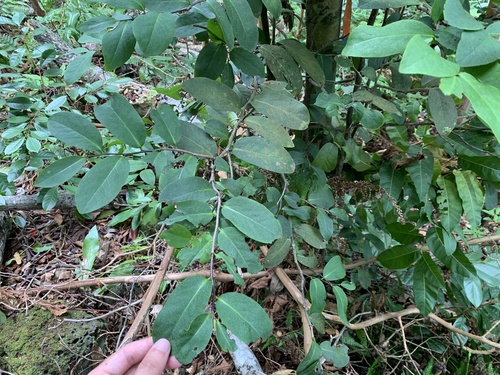 Diospyros hillebrandii observed 2025-09-21