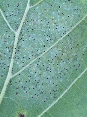 Phyllactinia guttata