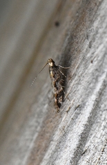 Aristotelia pudibundella