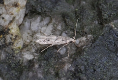 Monochroa quinquepunctella
