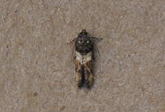 Walshia miscecolorella