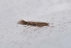 Cosmopterix fernaldella