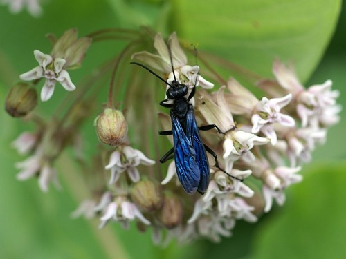 Great Black Digger Wasp, Quartier 4-6, Québec, QC, Canada, photo 9 of 10