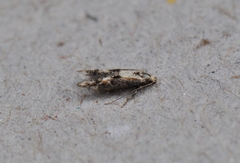 Blastodacna atra
