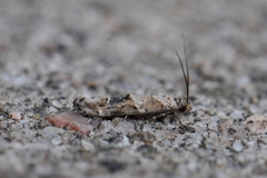 Mompha stellella