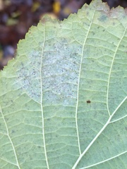Phyllactinia guttata