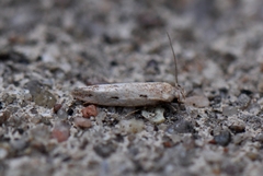 Mompha brevivittella