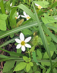 Zephyranthes candida