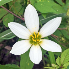 Zephyranthes candida