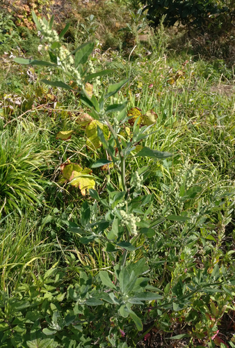 Chenopodium image