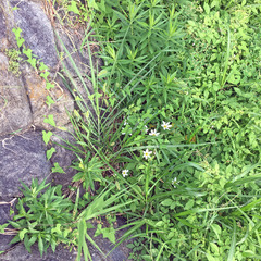 Zephyranthes candida