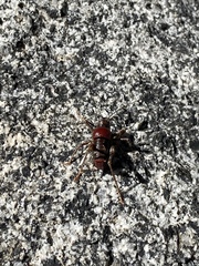 Phymonotus jacintotopos