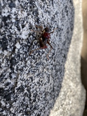 Phymonotus jacintotopos