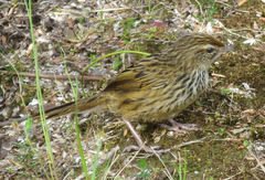 Poodytes punctatus punctatus