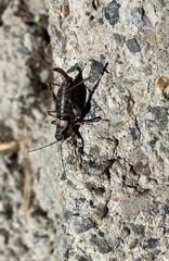 Phymonotus jacintotopos