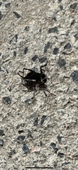 Phymonotus jacintotopos